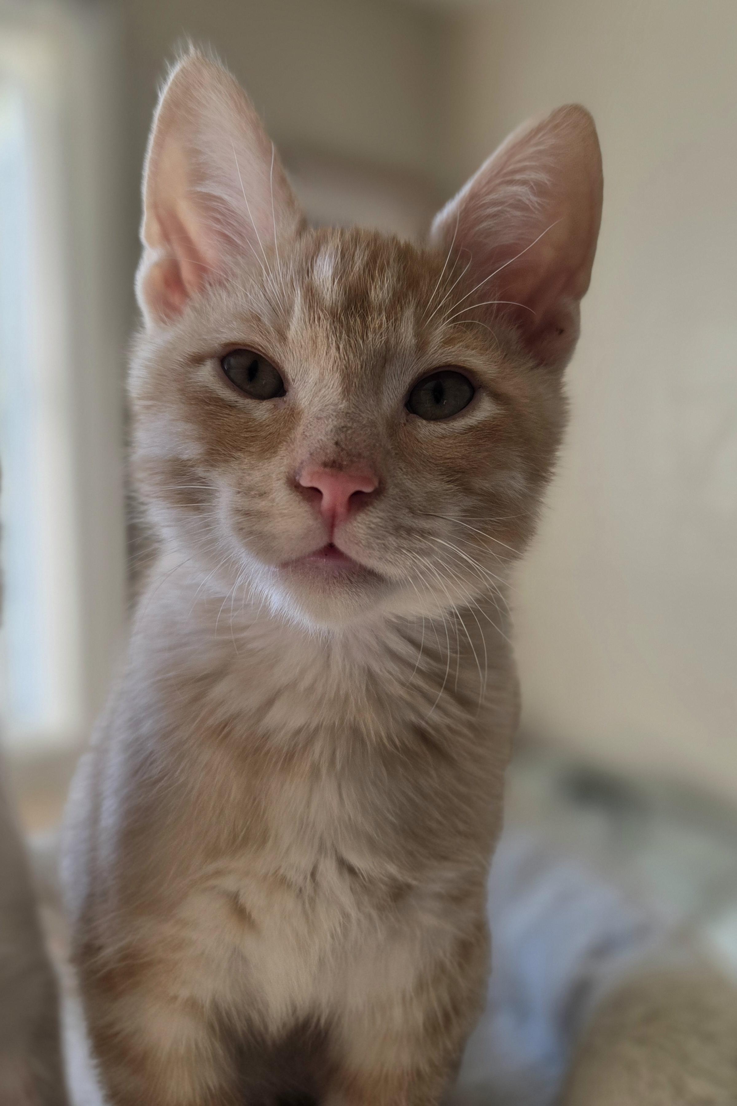 Enlarge Queso, a Adoptable Domestic Short Hair in Des Moines , WA image 2/3