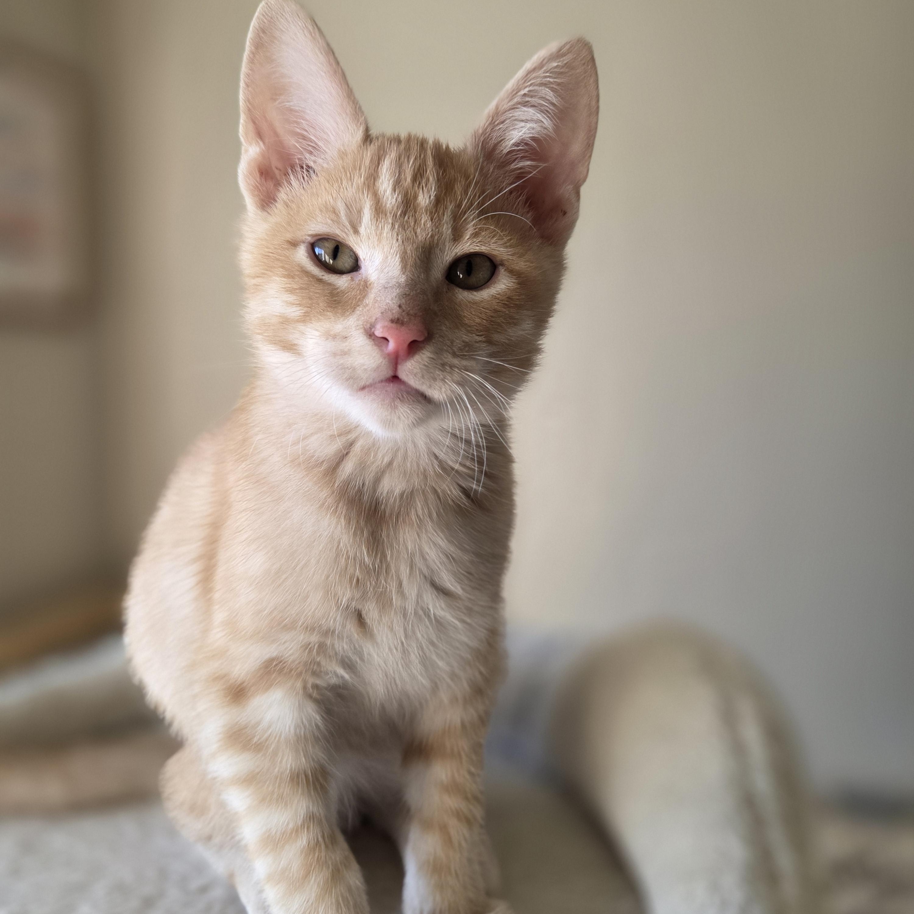 Queso, Adoptable, Kitten Male Domestic Short Hair.