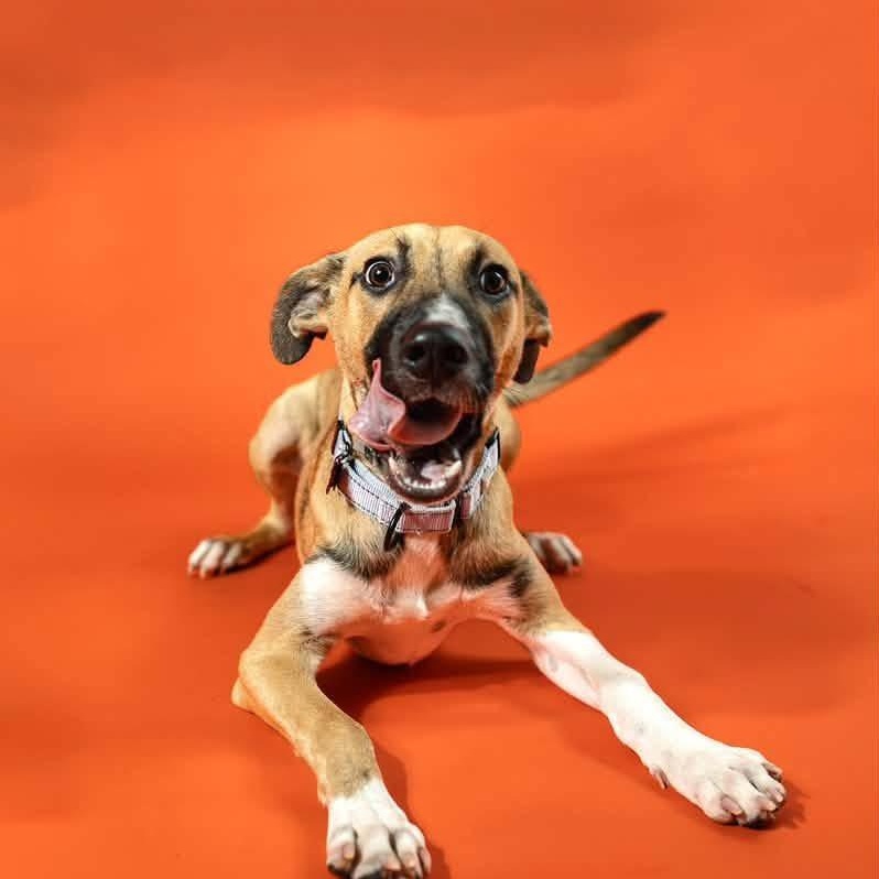 Luigi, Adoptable, Puppy Male Black Mouth Cur.
