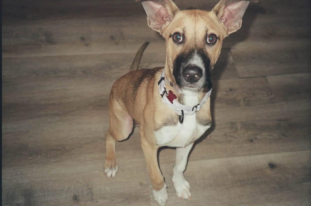 Enlarge Luigi, a Adoptable mixed breed in Alexandria , DC image 2/6