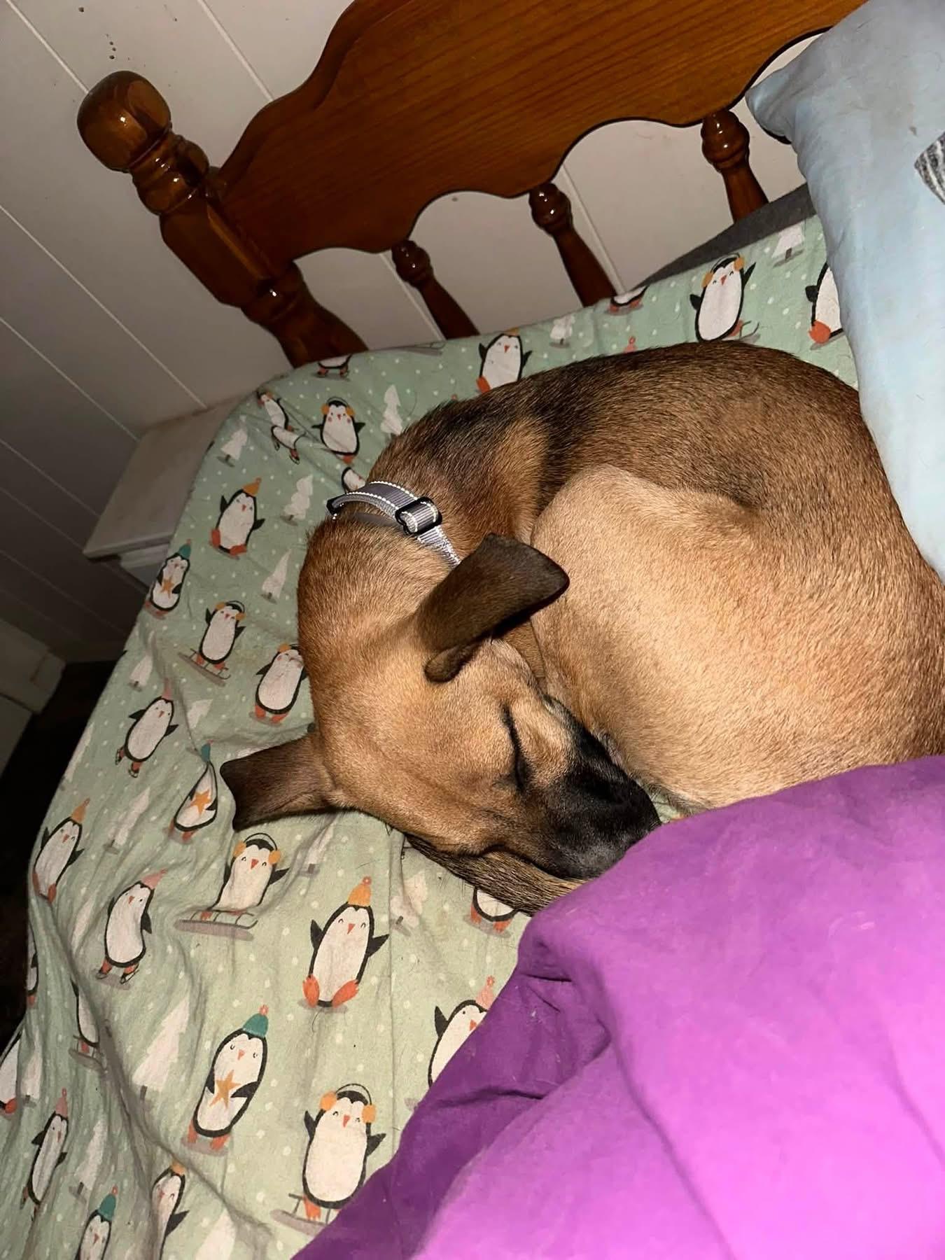 Enlarge Luigi, a Adoptable mixed breed in Alexandria , DC image 6/6