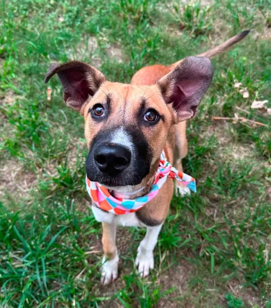Enlarge Luigi, a Adoptable mixed breed in Alexandria , DC image 5/6