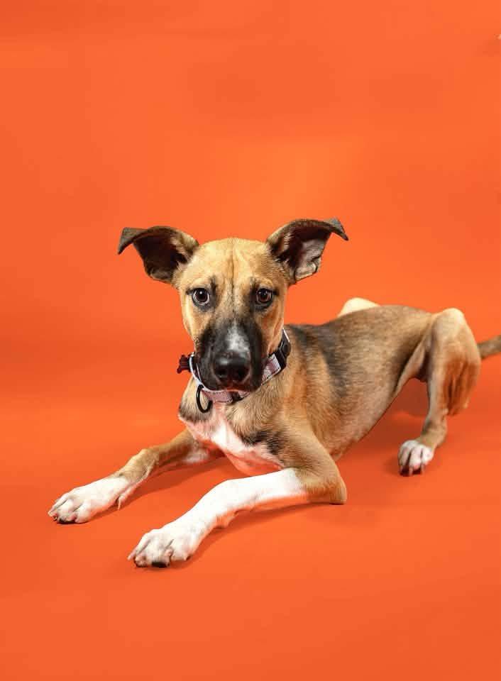 Enlarge Luigi, a Adoptable mixed breed in Alexandria , DC image 3/6