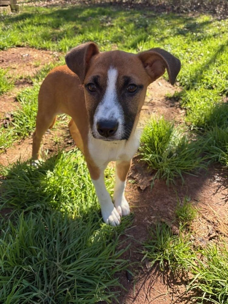 Enlarge KARA (GA), a Adoptable mixed breed in Thompson, PA image 5/6