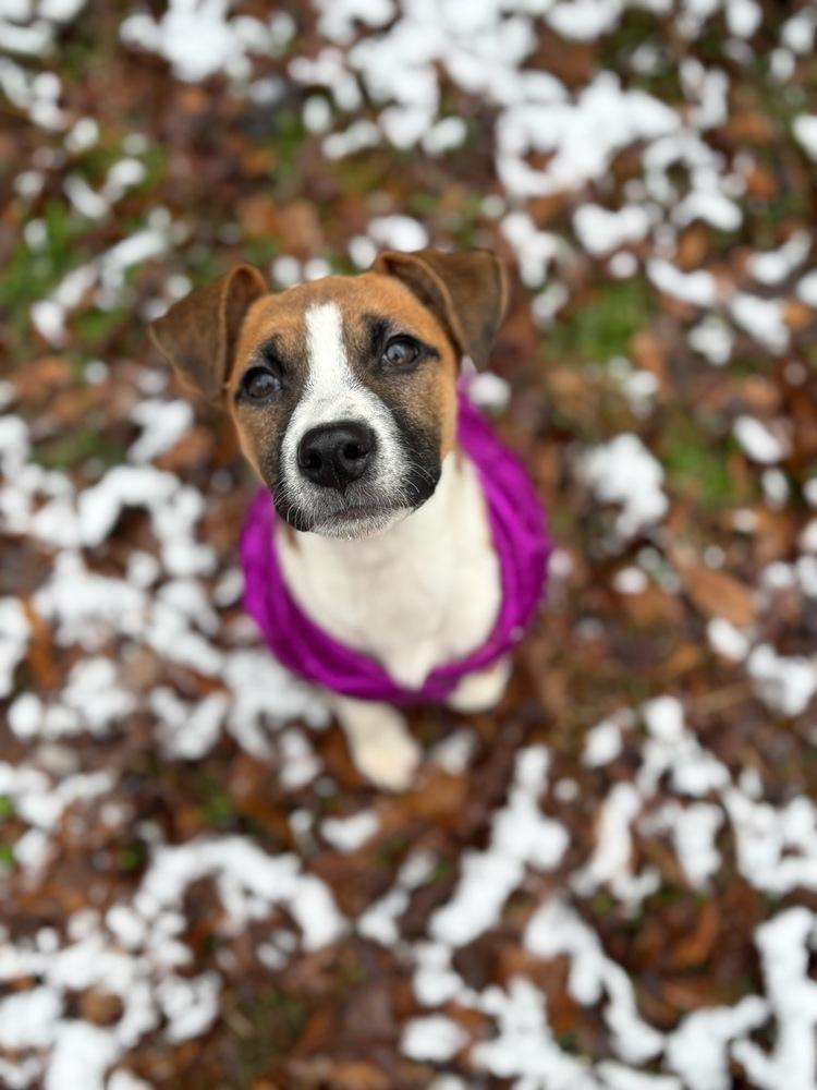 Enlarge KARA (GA), a Adoptable mixed breed in Thompson, PA image 6/6