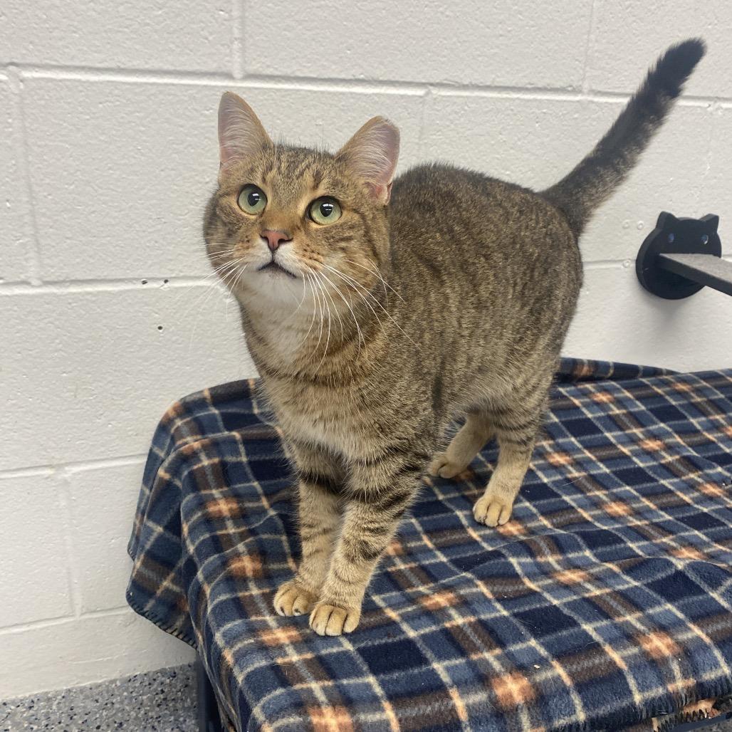 PJ, Adoptable, Adult Male Domestic Short Hair.