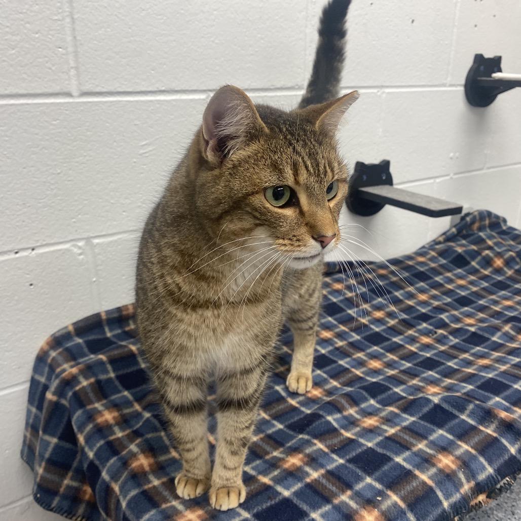 Enlarge PJ, a Adoptable Domestic Short Hair in Dayton, OH image 2/2