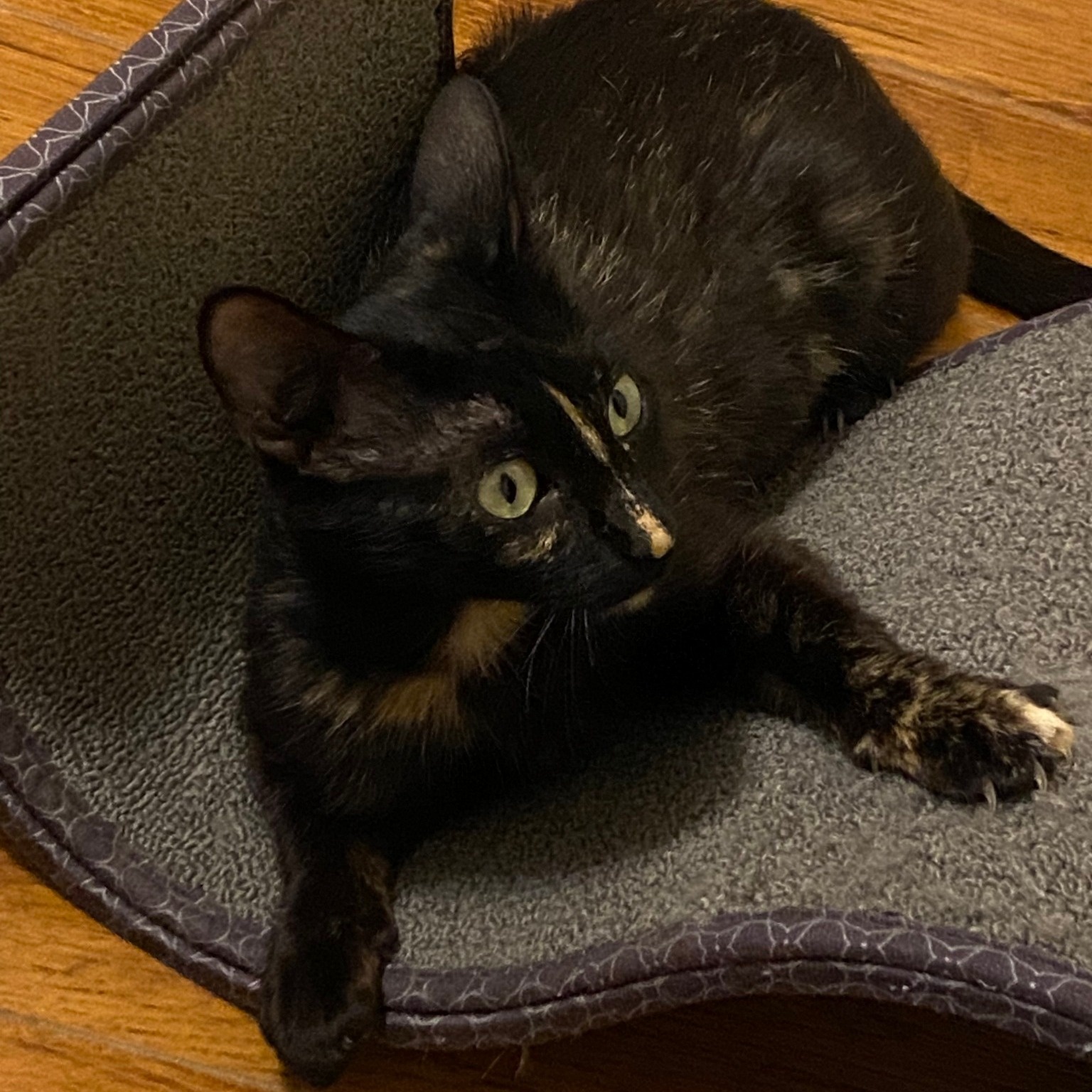 Enlarge COOKIE, a Adoptable Tortoiseshell in Flint, TX image 1/5
