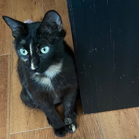 Enlarge COOKIE, a Adoptable Tortoiseshell in Flint, TX image 2/5