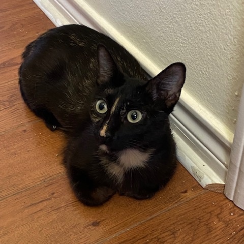 Enlarge COOKIE, a Adoptable Tortoiseshell in Flint, TX image 3/5