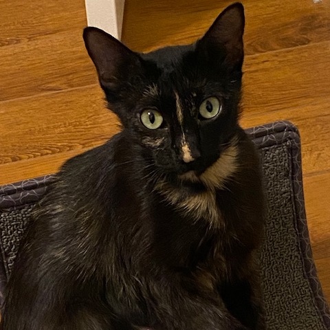 Enlarge COOKIE, a Adoptable Tortoiseshell in Flint, TX image 4/5