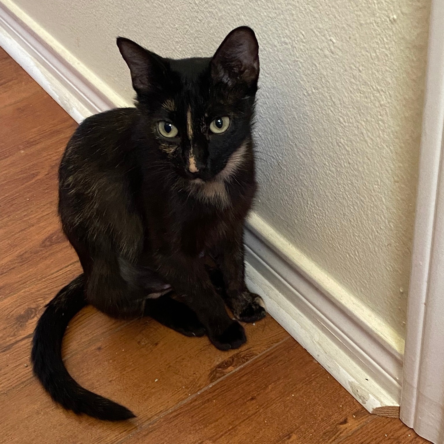 Enlarge COOKIE, a Adoptable Tortoiseshell in Flint, TX image 5/5