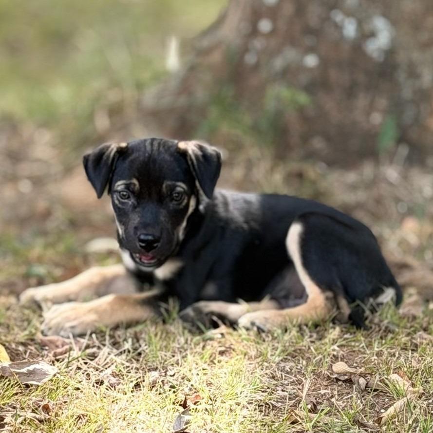 Enlarge Winslow, a Adoptable Terrier in Claremore, OK image 2/3