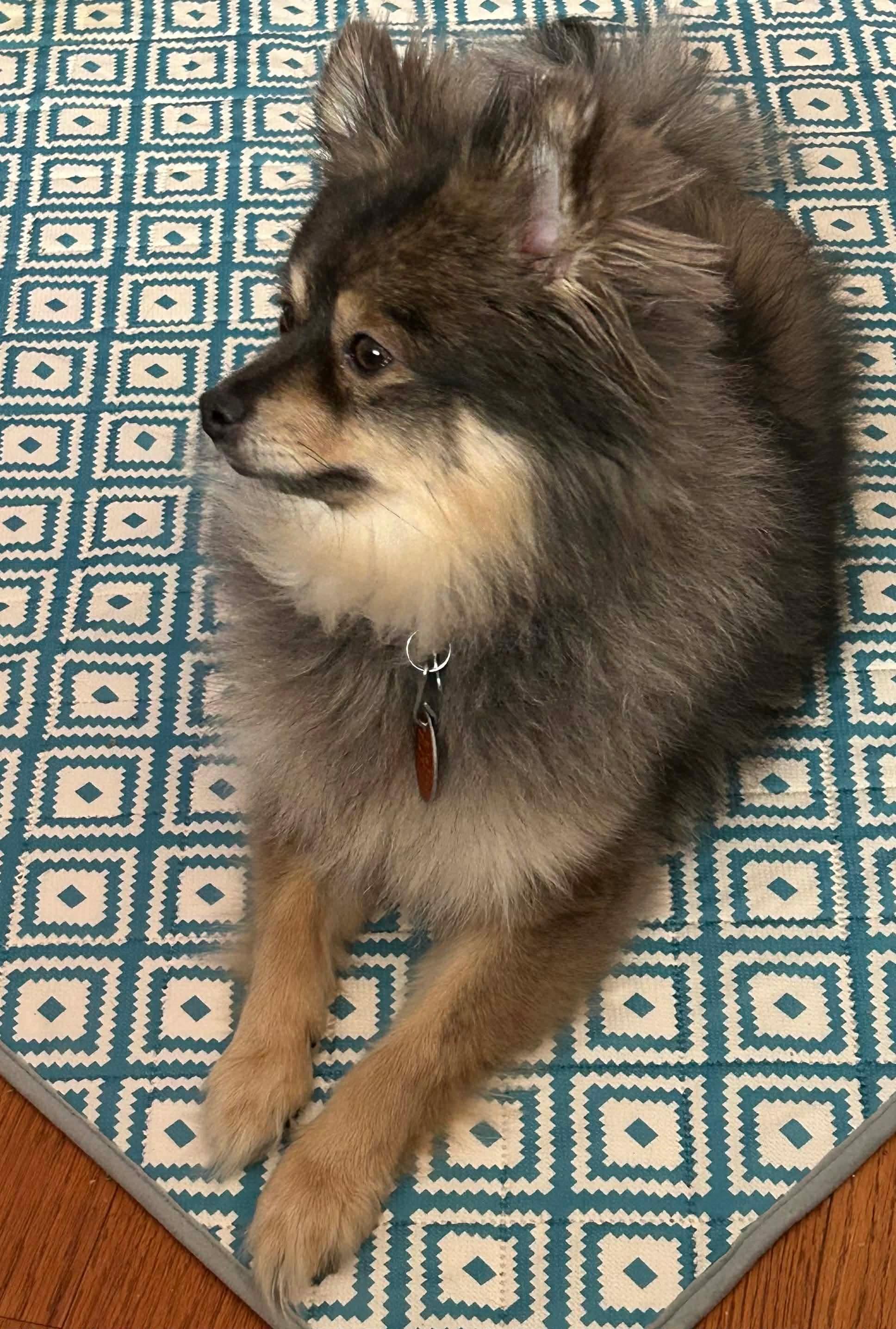 Enlarge Foxy, an adopted Pomeranian in Campbellsville, KY image 4/4