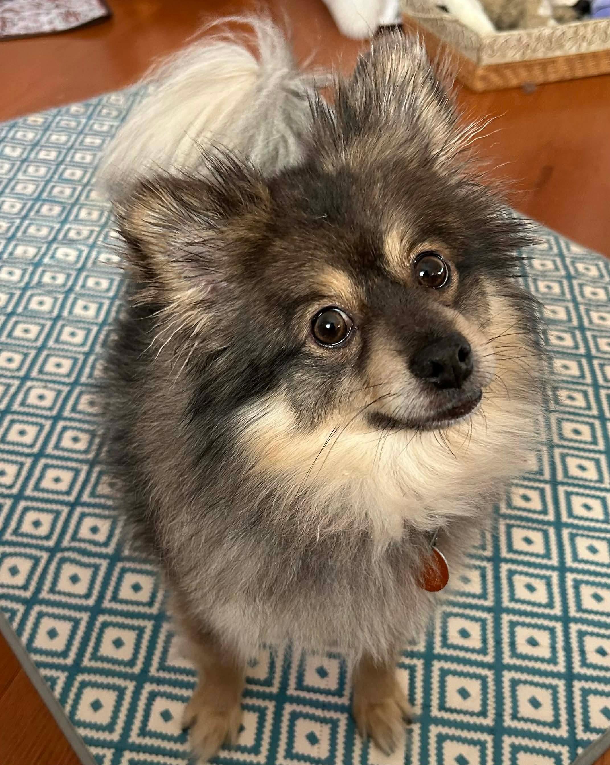 Foxy, adopted, Adult Female Pomeranian.
