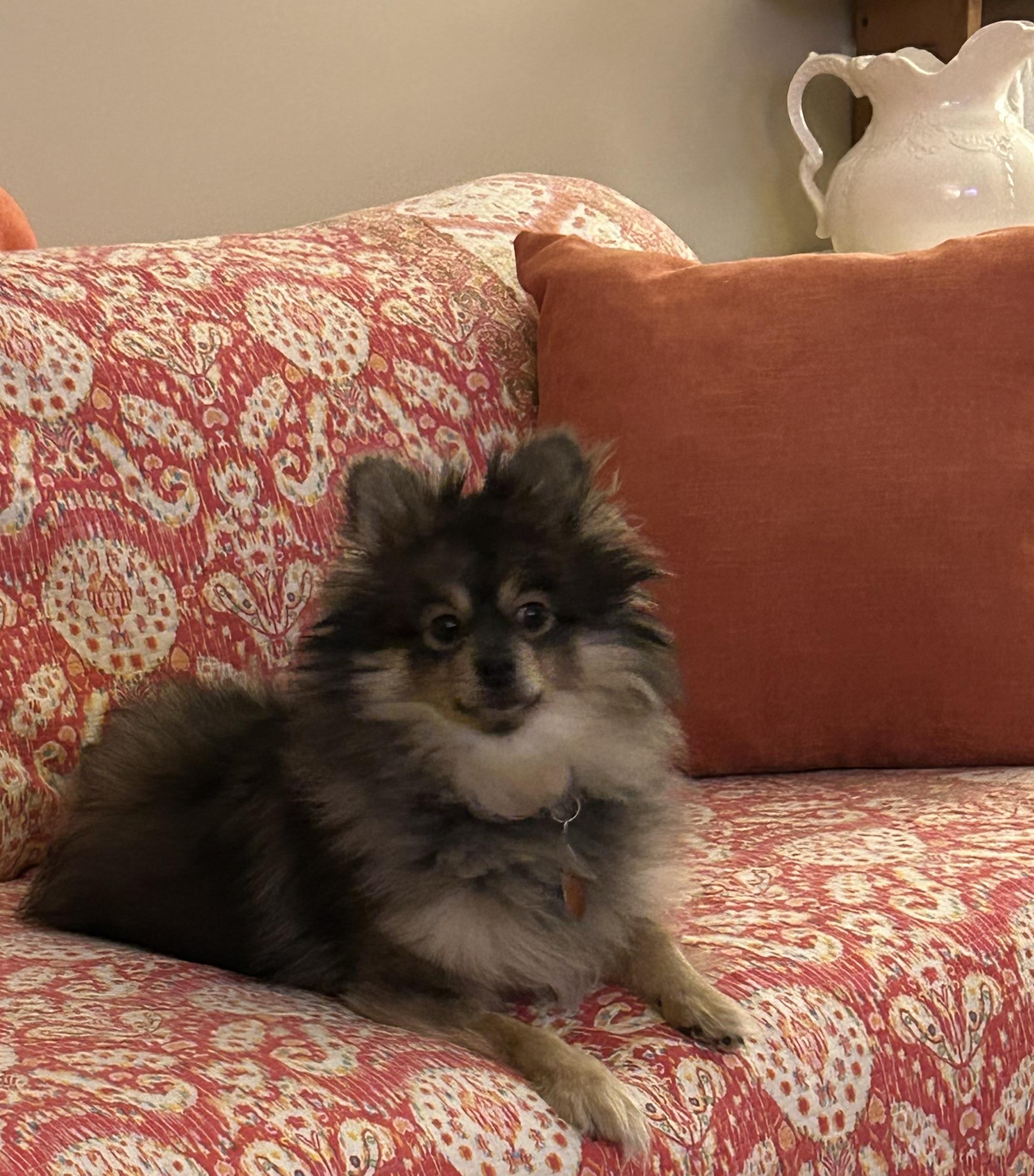 Enlarge Foxy, an adopted Pomeranian in Campbellsville, KY image 2/4