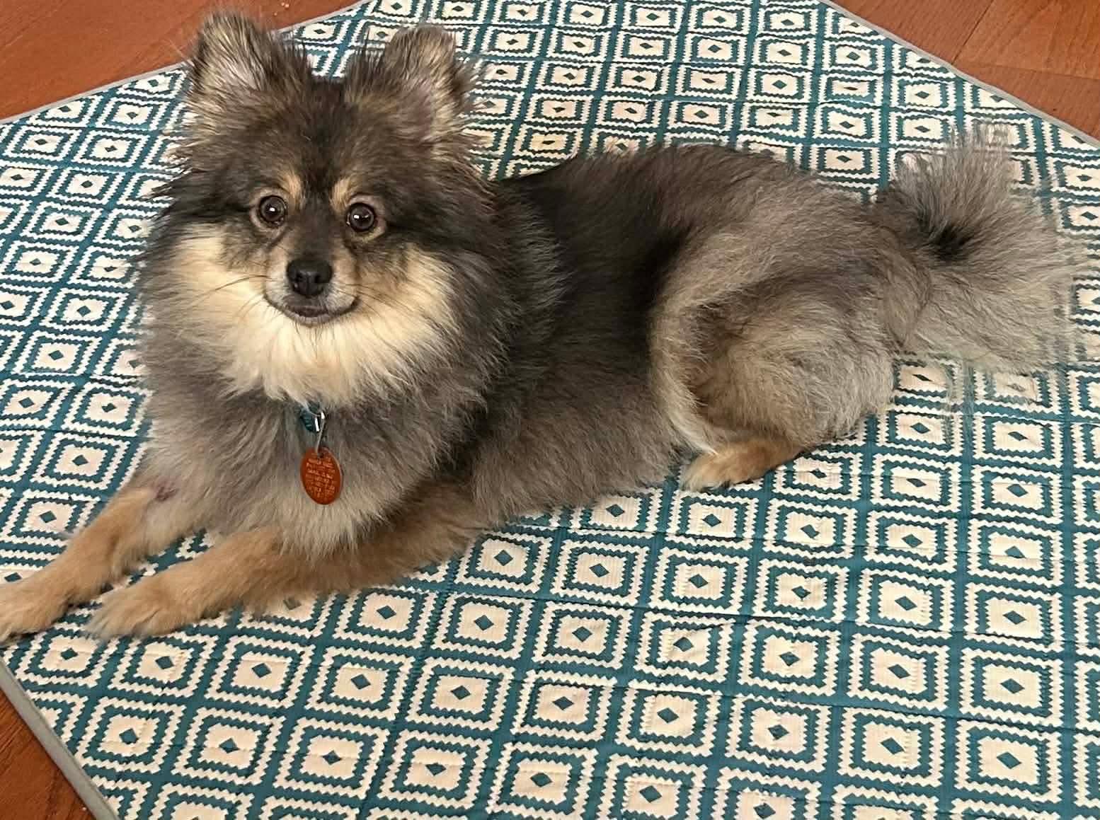 Enlarge Foxy, an adopted Pomeranian in Campbellsville, KY image 3/4