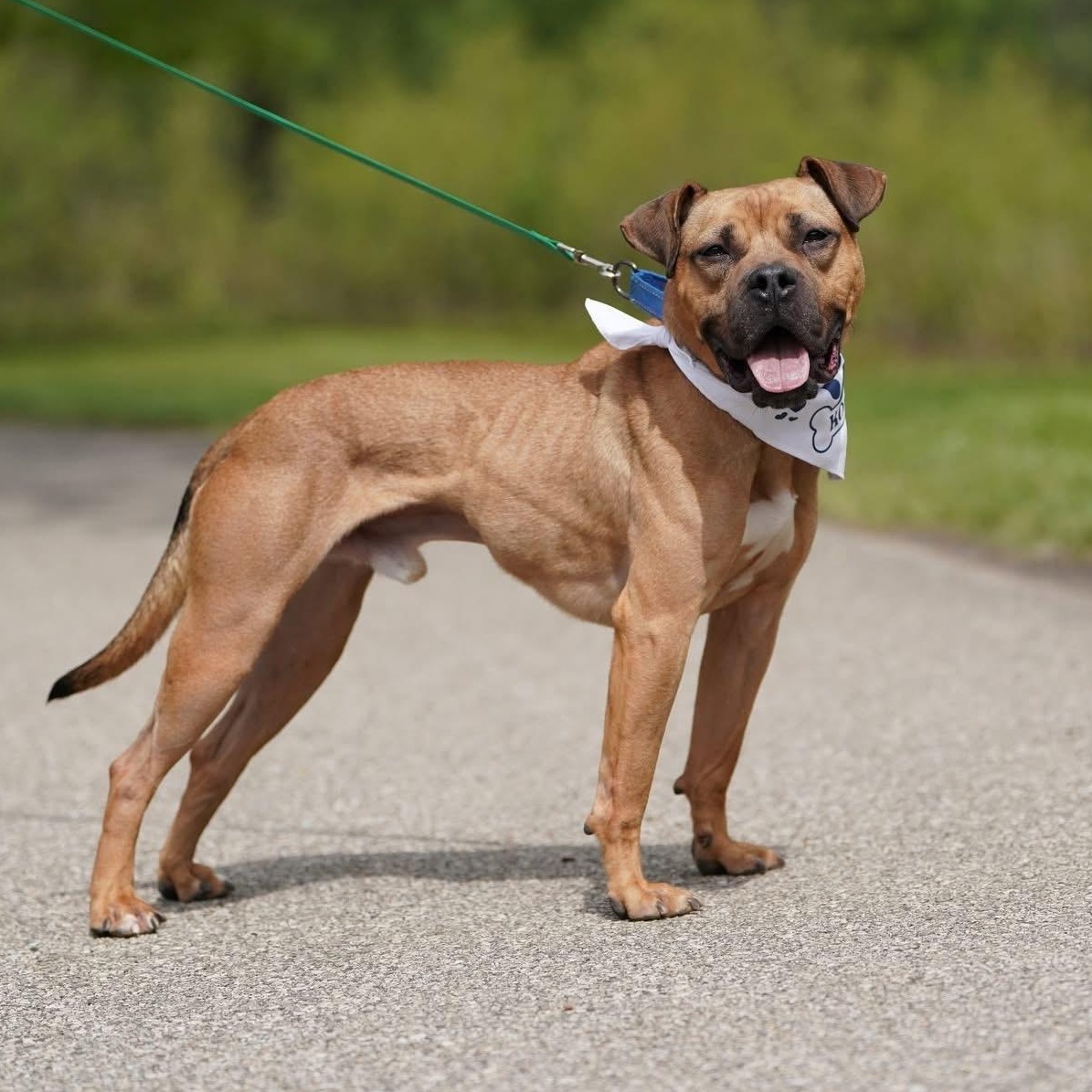 Konan, adoptable, Adult Male Boxer & Pit Bull Terrier.
