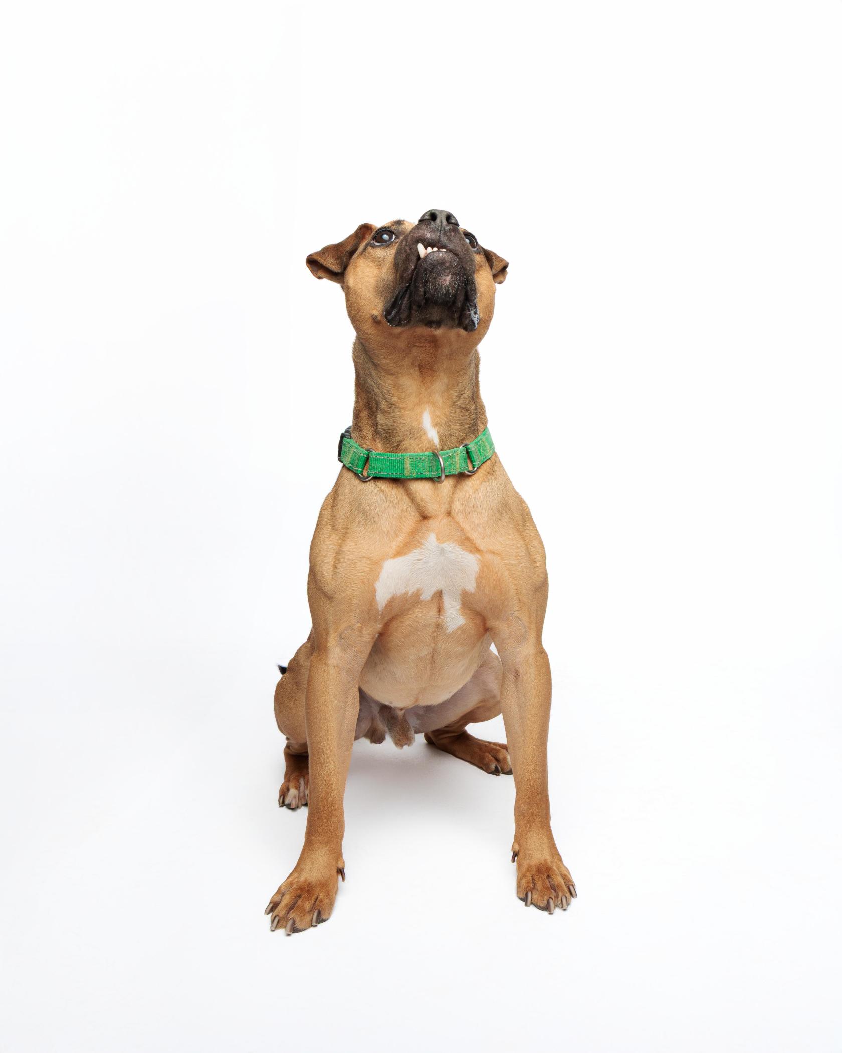 Konan, an adoptable Boxer, Pit Bull Terrier in Waterloo, IA, 50703 | Photo Image 4