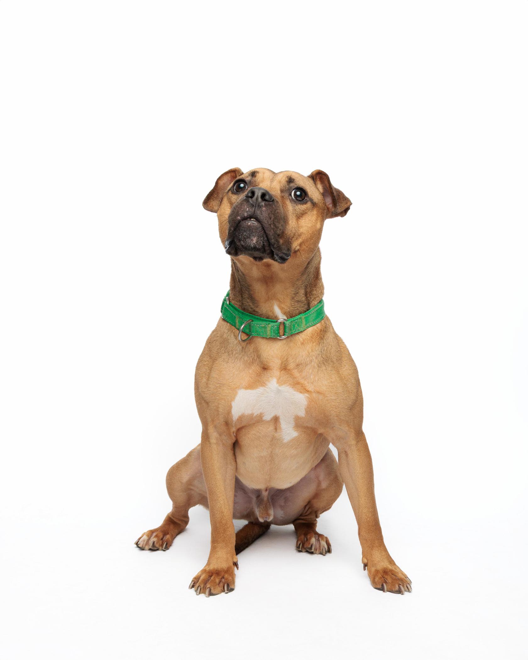 Konan, Adoptable, Adult Male Boxer & Pit Bull Terrier.