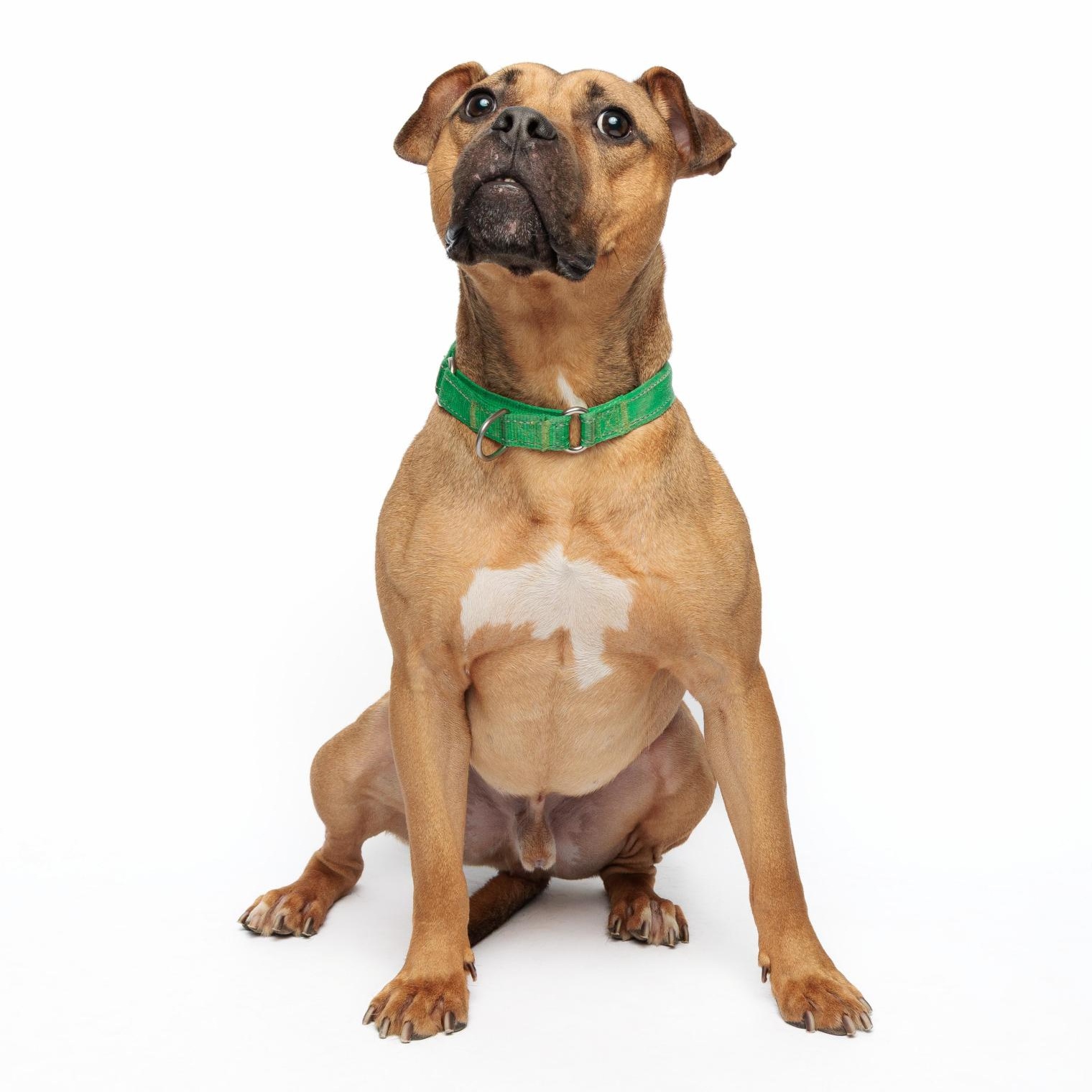 Enlarge Konan, an adoptable mixed breed in Waterloo, IA image 3/6