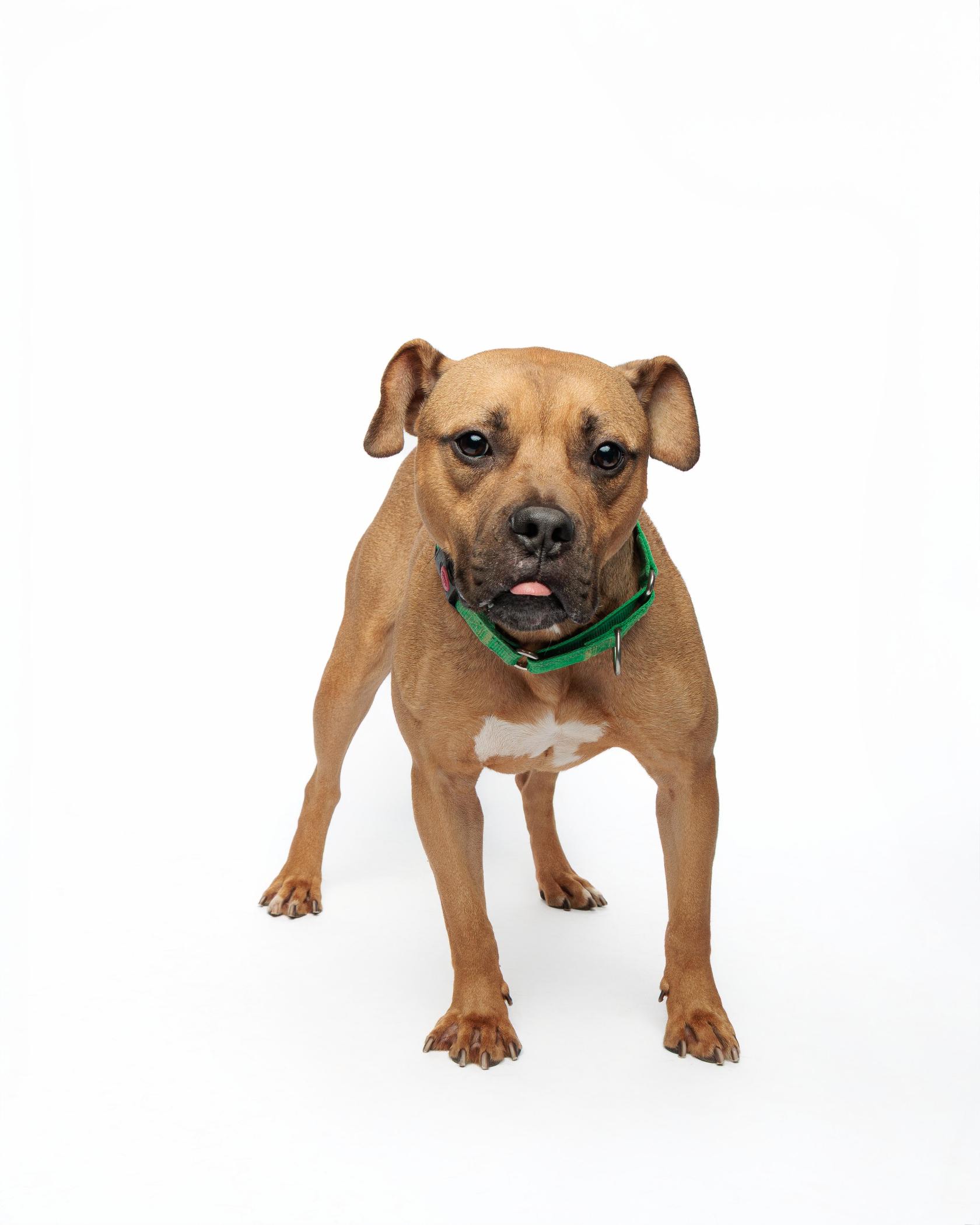 Konan, an adoptable Boxer, Pit Bull Terrier in Waterloo, IA, 50703 | Photo Image 5