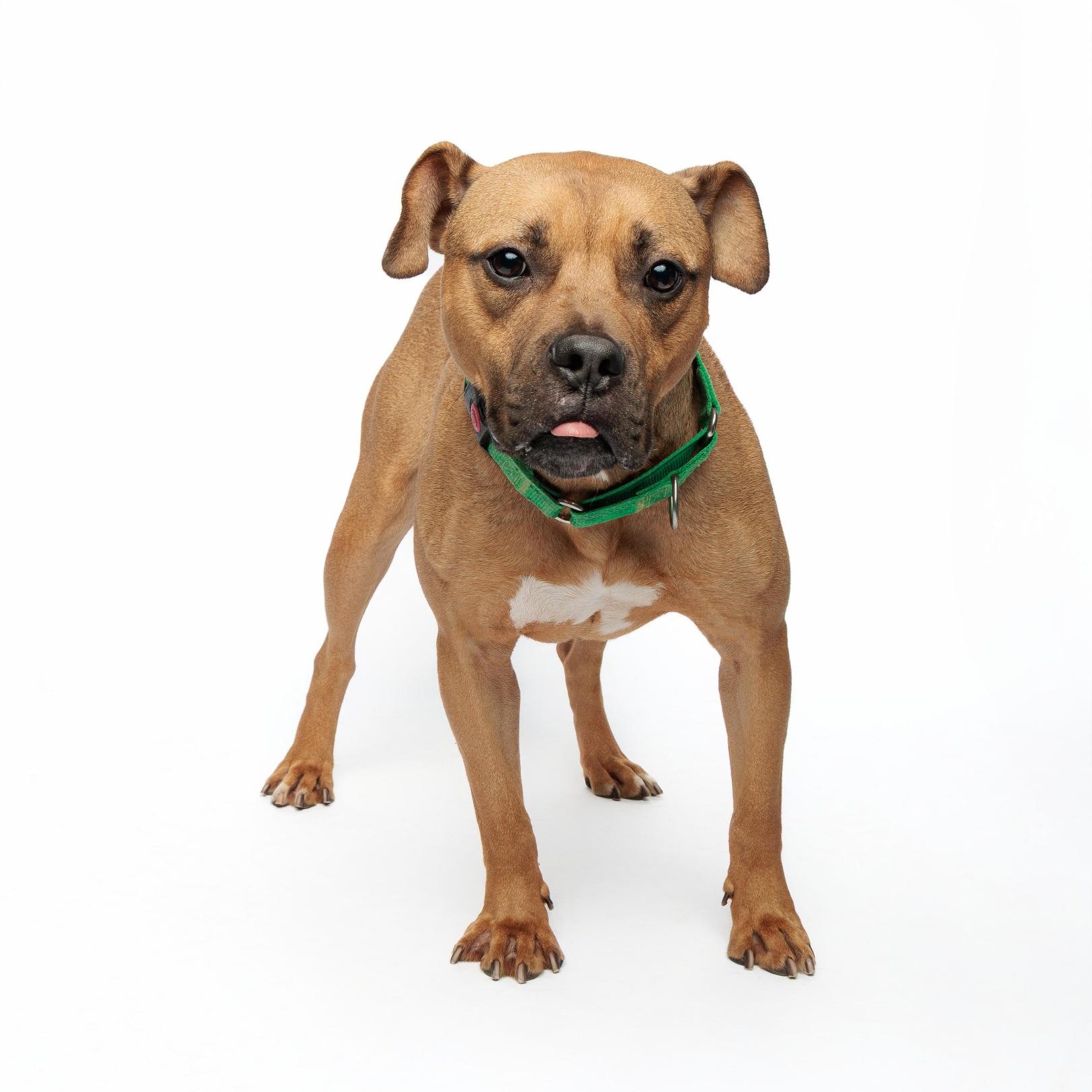 Enlarge Konan, an adoptable mixed breed in Waterloo, IA image 5/6