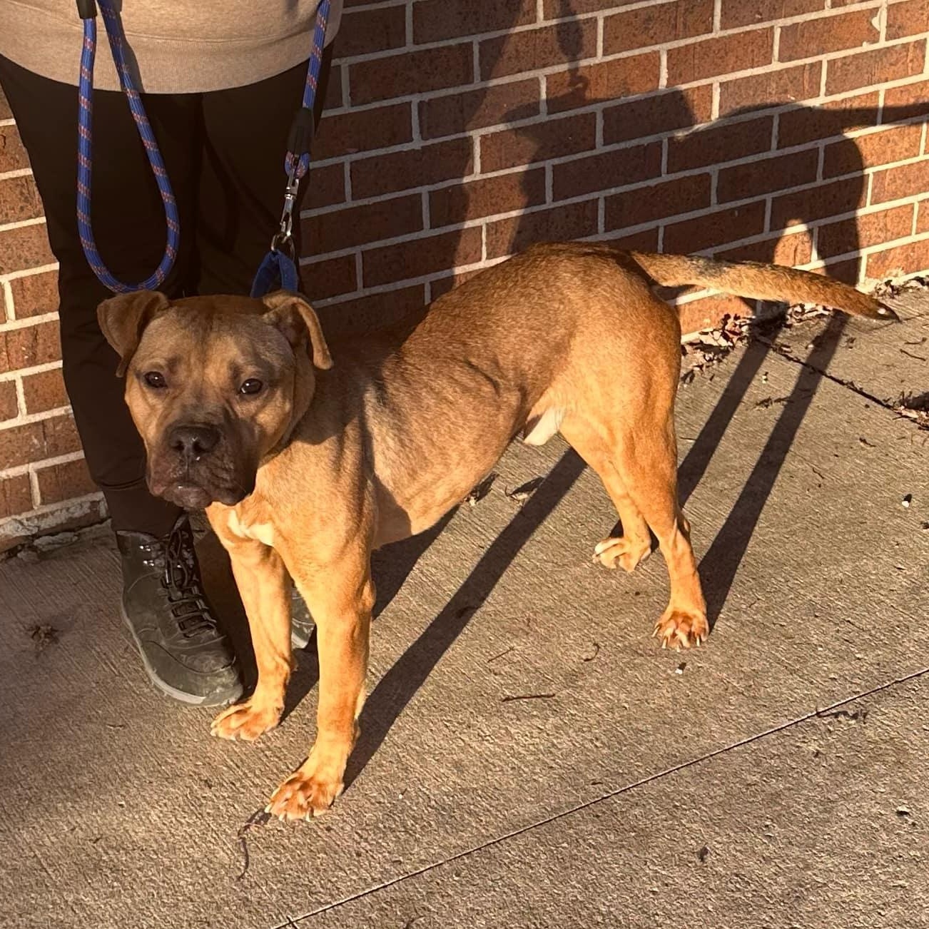 Konan, an adoptable Boxer, Pit Bull Terrier in Waterloo, IA, 50703 | Photo Image 3