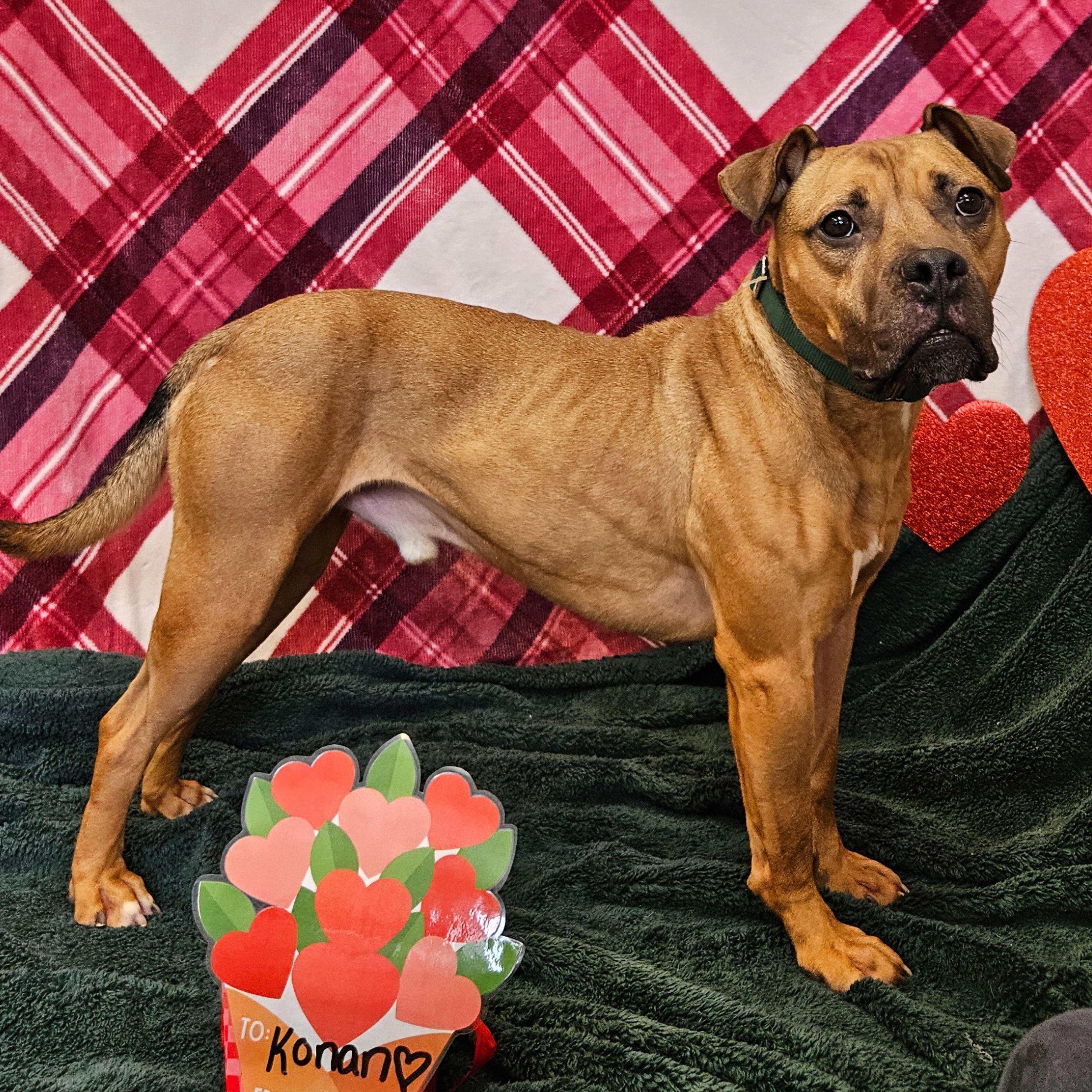Enlarge Konan, an adoptable mixed breed in Waterloo, IA image 1/6