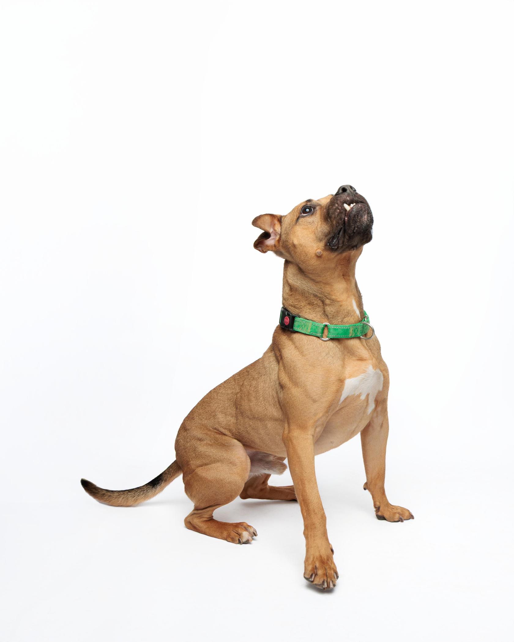 Konan, an adoptable Boxer, Pit Bull Terrier in Waterloo, IA, 50703 | Photo Image 6