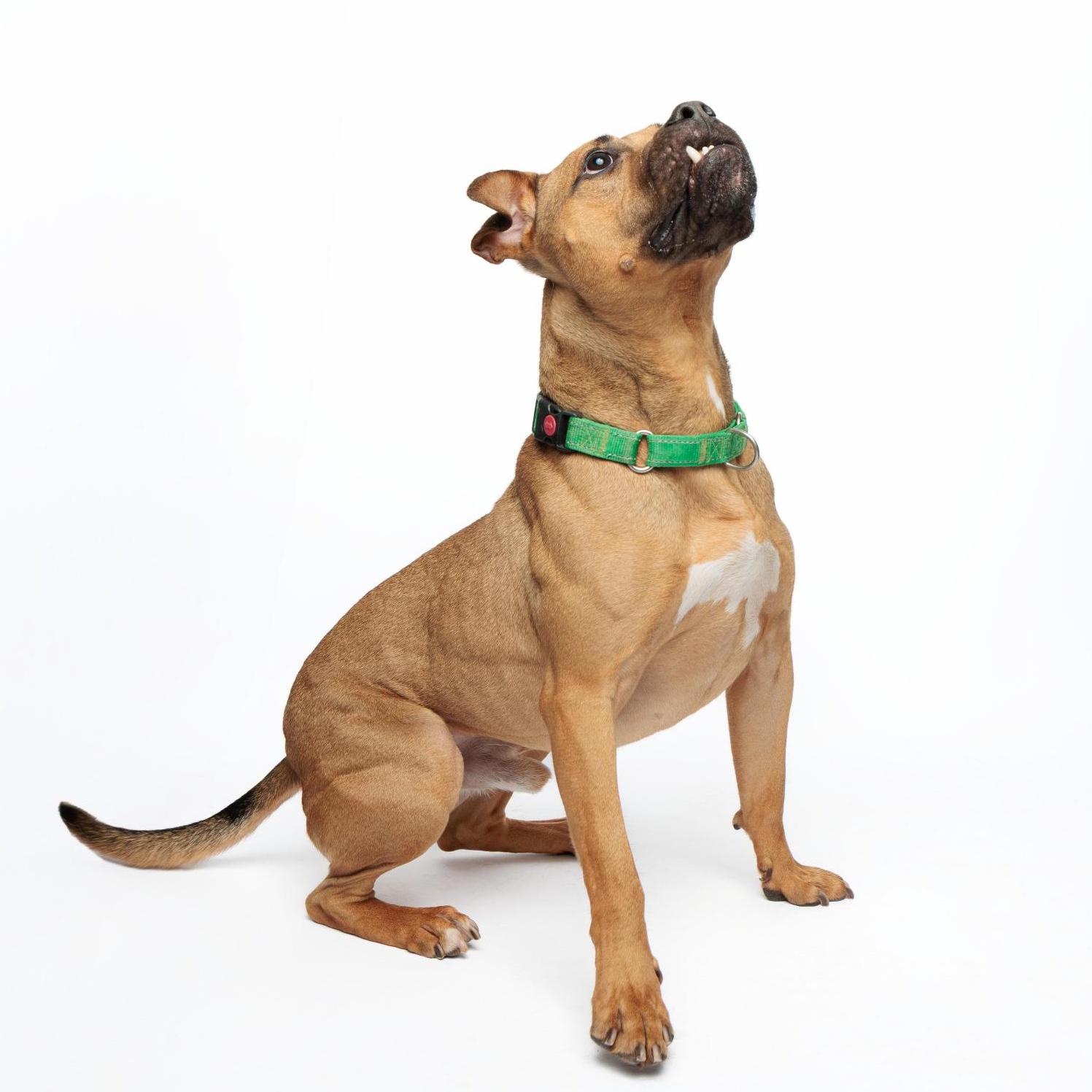 Enlarge Konan, an adoptable mixed breed in Waterloo, IA image 6/6