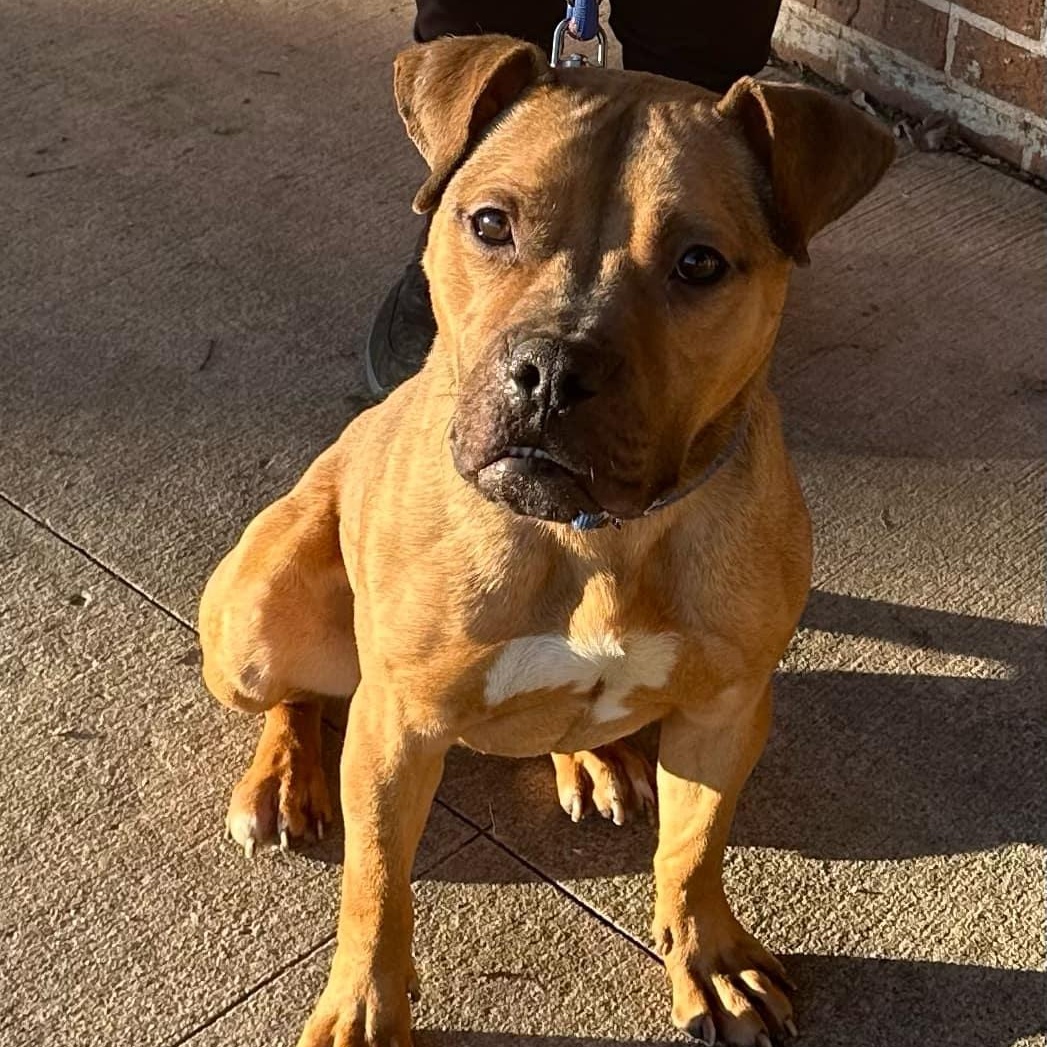 Konan, an adoptable Boxer, Pit Bull Terrier in Waterloo, IA, 50703 | Photo Image 2
