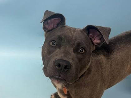 Sapphire, Adoptable, Adult Female Pit Bull Terrier & Mixed Breed.