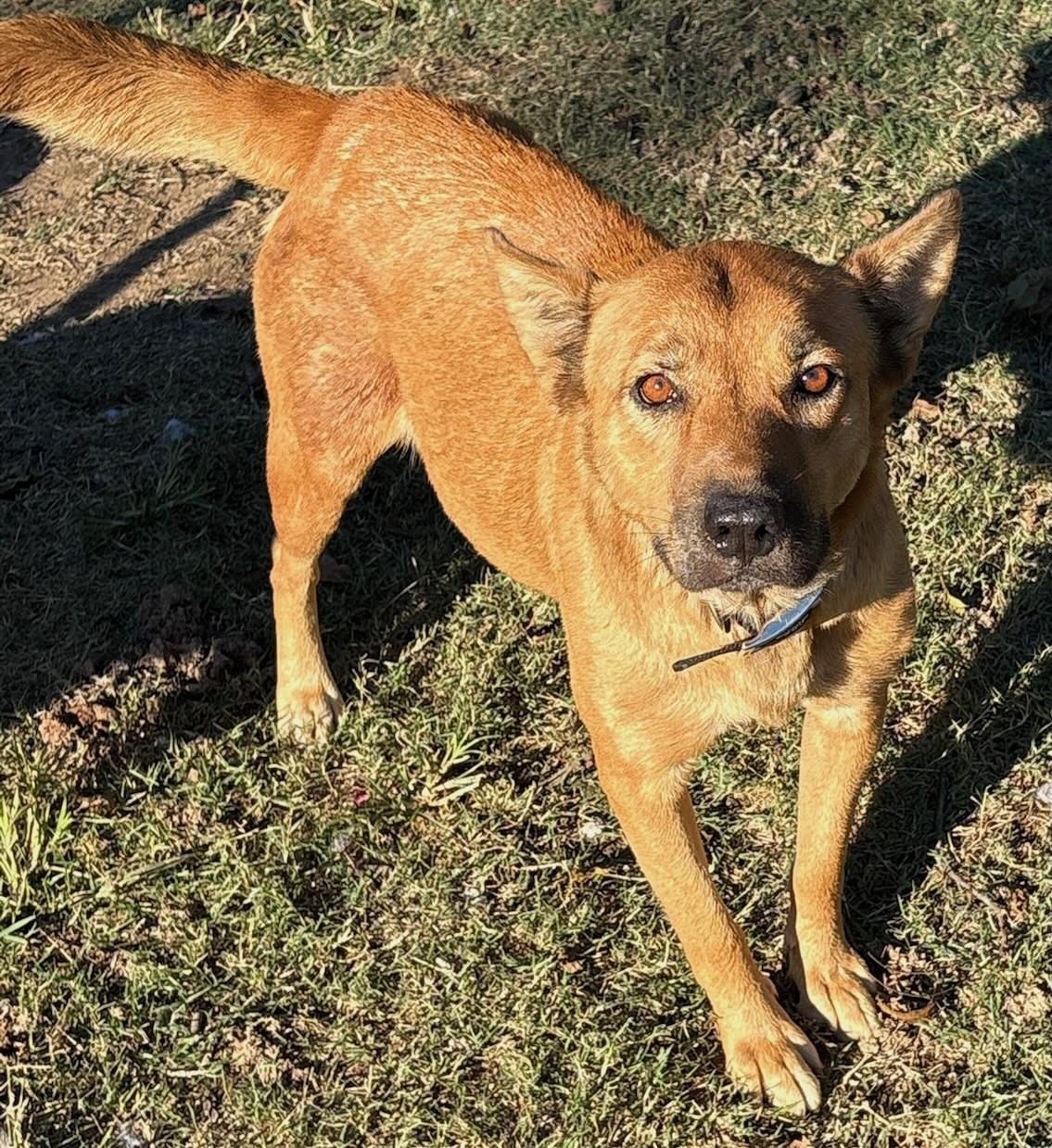 Enlarge Lola, a Adoptable mixed breed in Fairfax, VA image 3/5