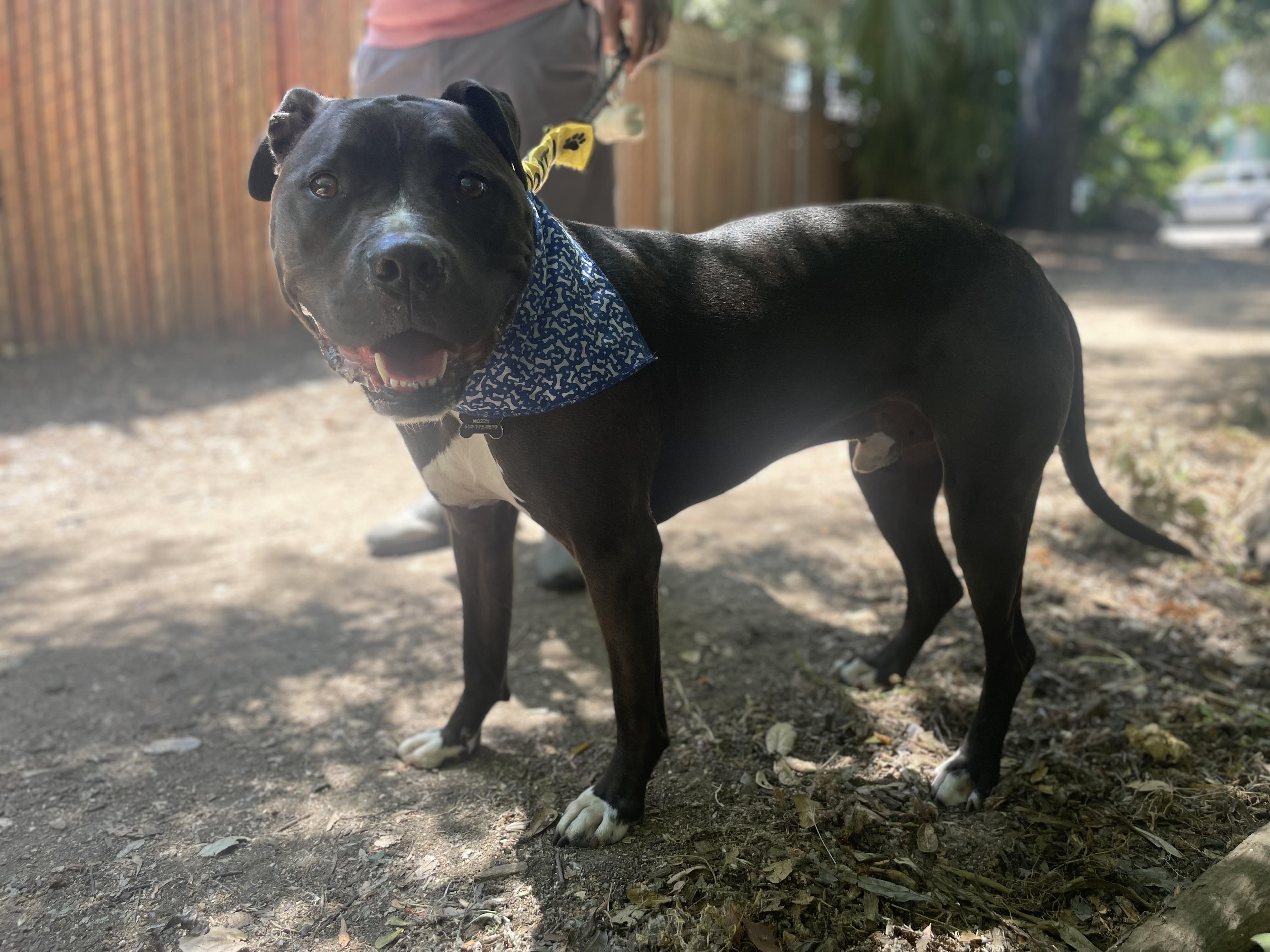 Enlarge Mozzy, a Adopted mixed breed in Berkeley, CA image 5/6