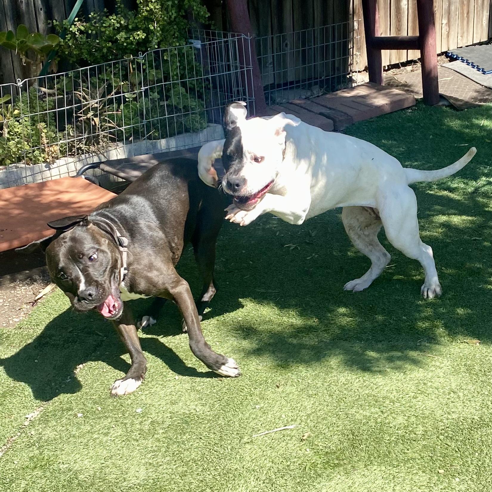 Enlarge Mozzy, a Adopted mixed breed in Berkeley, CA image 6/6