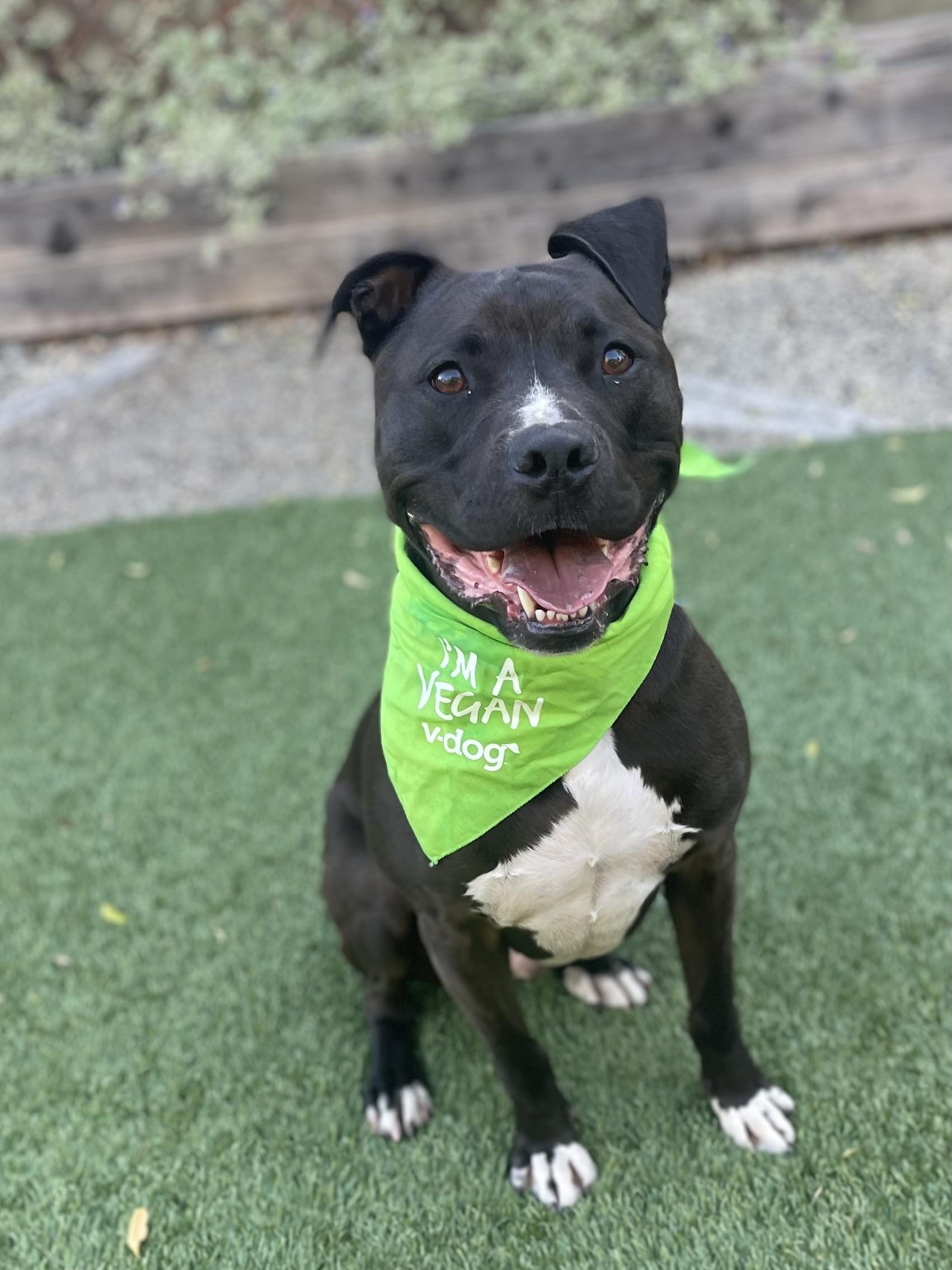 Enlarge Mozzy, a Adopted mixed breed in Berkeley, CA image 1/6