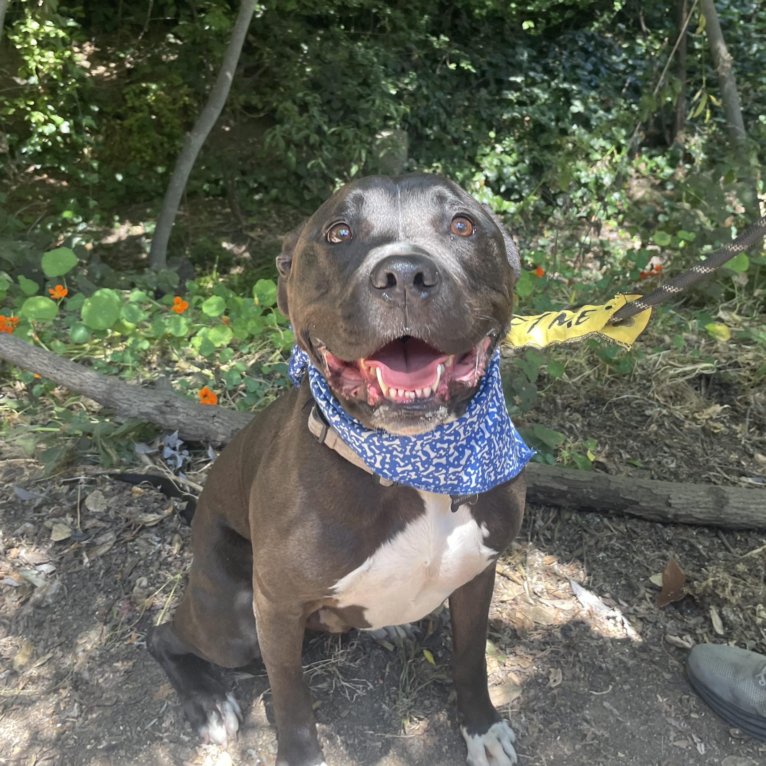 Enlarge Mozzy, a Adopted mixed breed in Berkeley, CA image 4/6