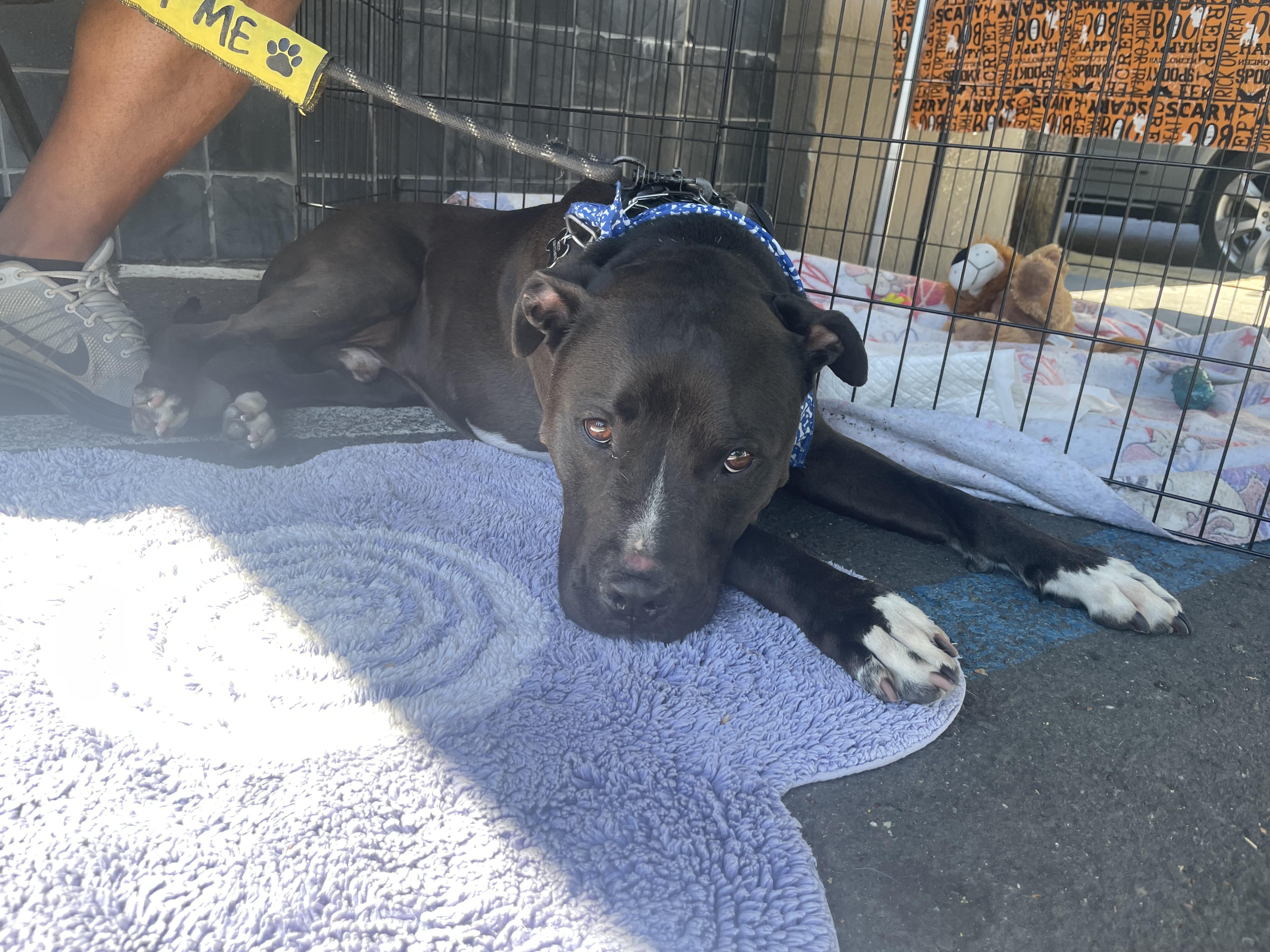 Enlarge Mozzy, a Adopted mixed breed in Berkeley, CA image 3/6