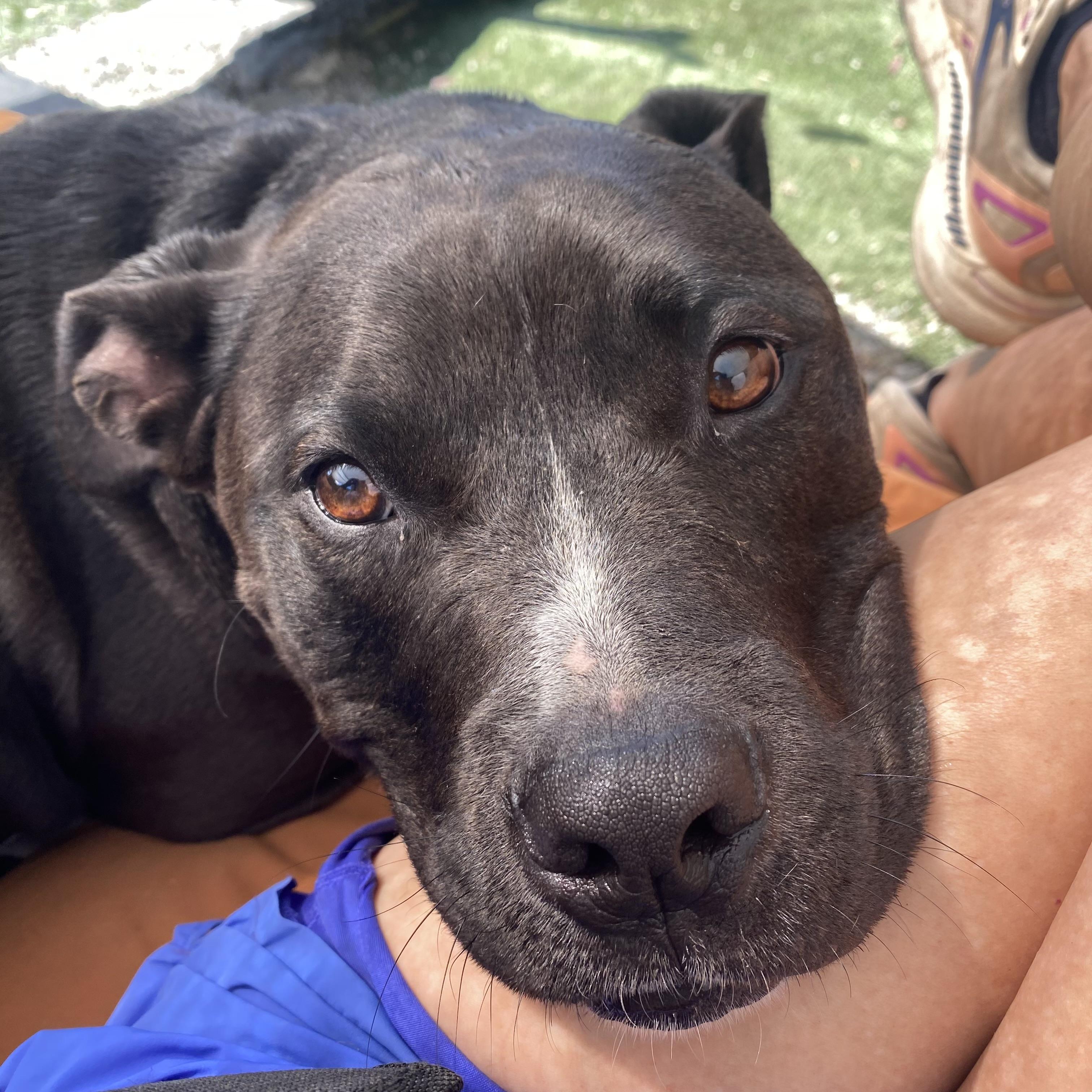 Enlarge Mozzy, a Adopted mixed breed in Berkeley, CA image 2/6