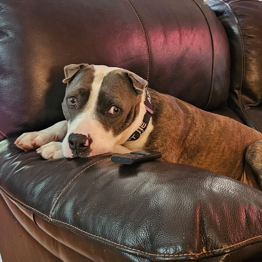 Harold, Adult Male American Staffordshire Terrier