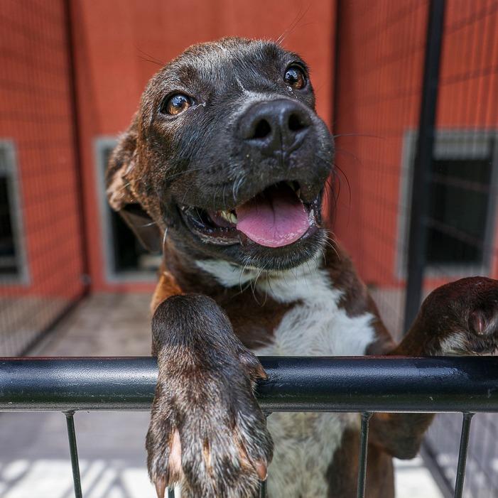 Alo, Adoptable, Puppy Female Mixed Breed.