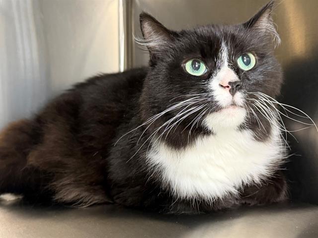 BILL, Adoptable, Adult Male Domestic Long Hair.