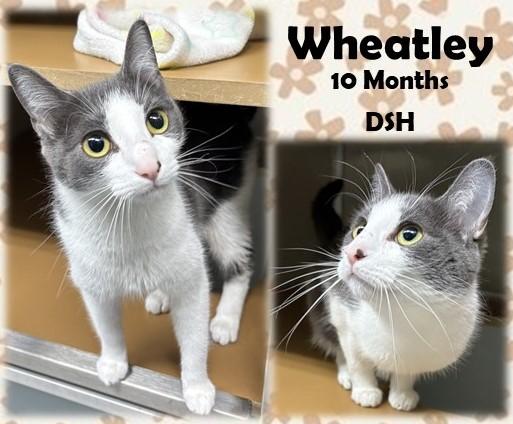 Enlarge Wheatley, a ADOPTABLE Domestic Short Hair in Franklin, IN image 1/1