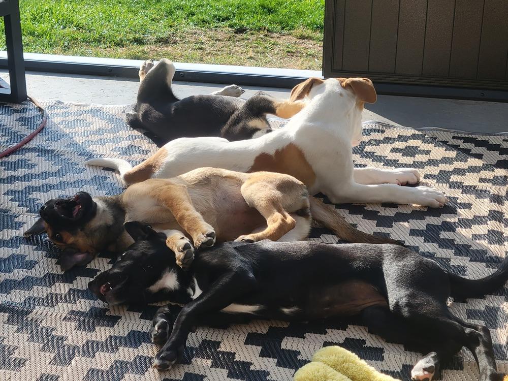 Cordelia, Adoptable, Puppy Female Australian Cattle Dog / Blue Heeler & Labrador Retriever.