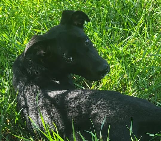 Enlarge Cordelia, a Adoptable mixed breed in Lafayette, CO image 2/6