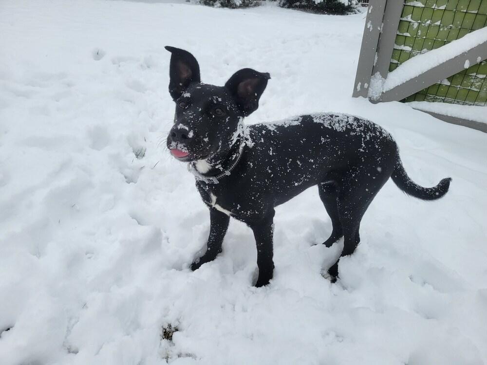 Enlarge Cordelia, a Adoptable mixed breed in Lafayette, CO image 4/6