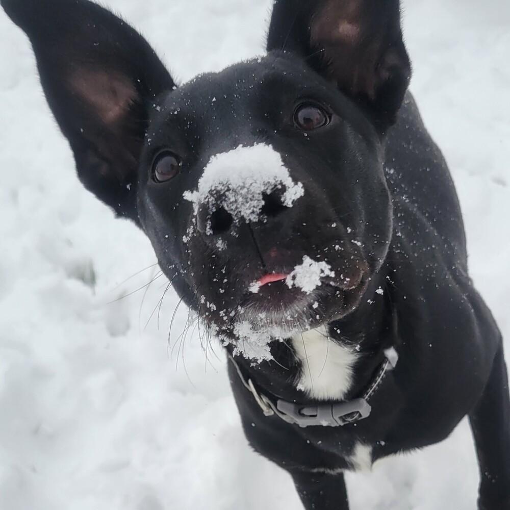 Enlarge Cordelia, a Adoptable mixed breed in Lafayette, CO image 5/6