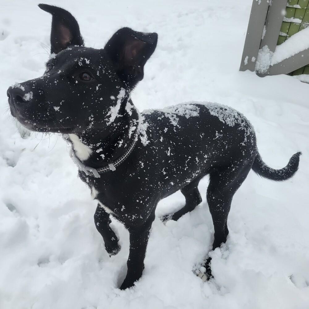 Enlarge Cordelia, a Adoptable mixed breed in Lafayette, CO image 6/6