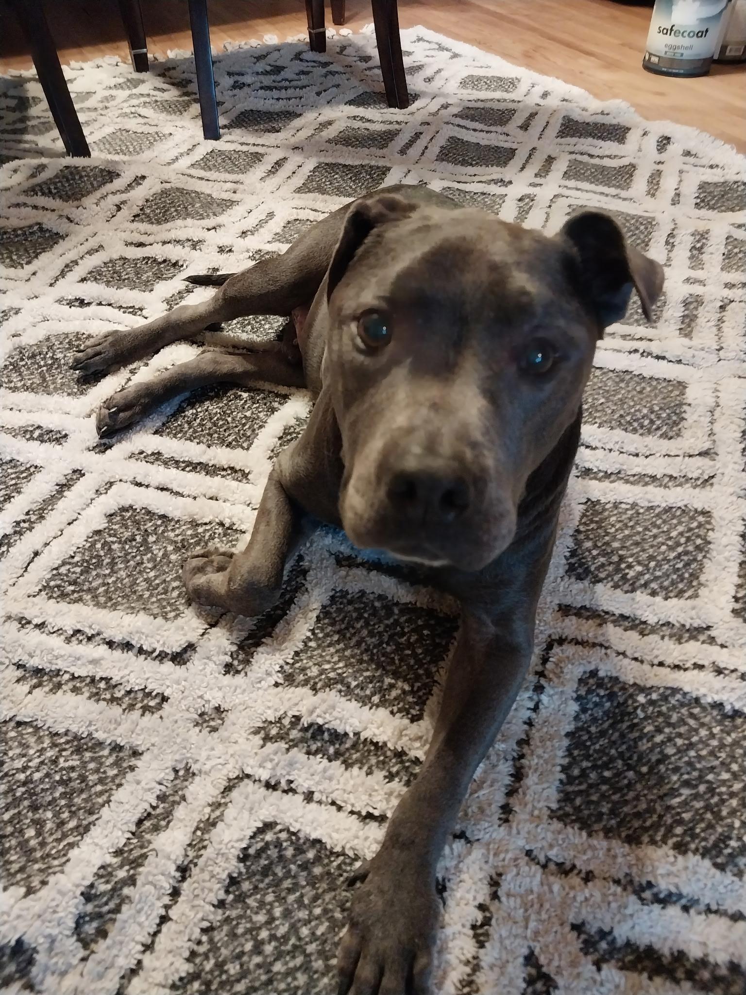 Enlarge Murdoch (aka Brownie), a ADOPTABLE mixed breed in Sanford, NC image 2/4